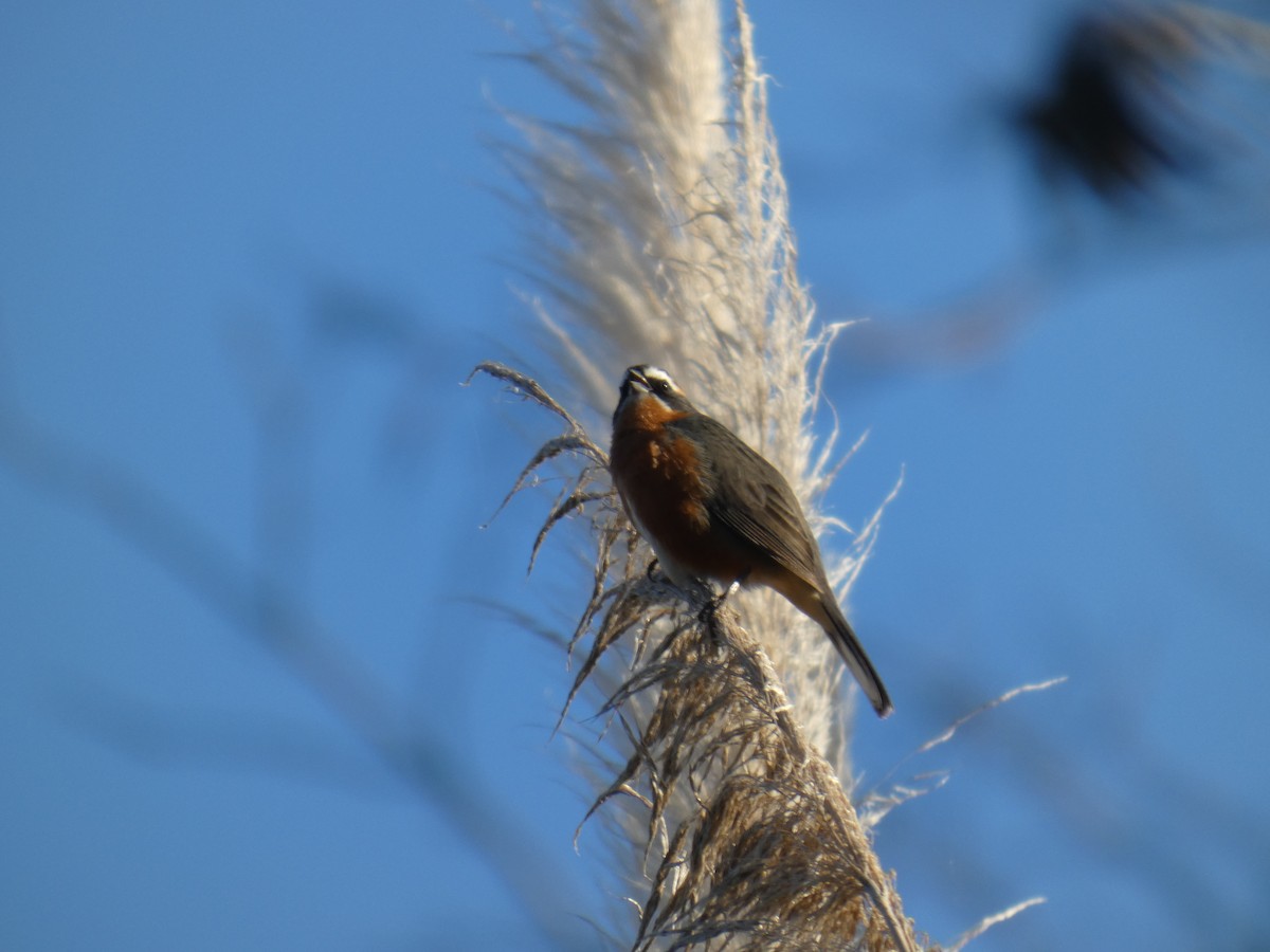 Black-and-rufous Warbling Finch - ML639782049