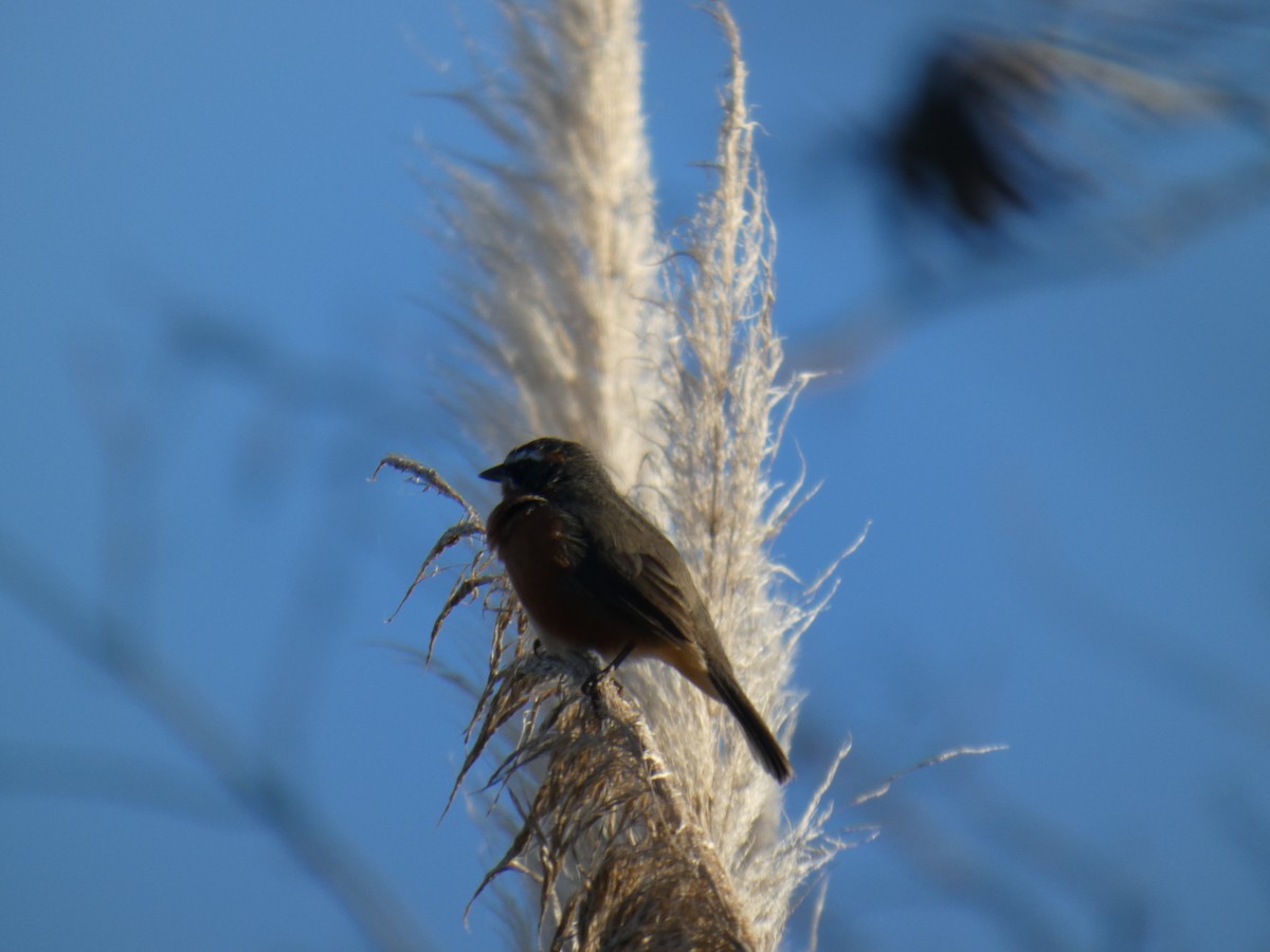 Black-and-rufous Warbling Finch - ML639782050