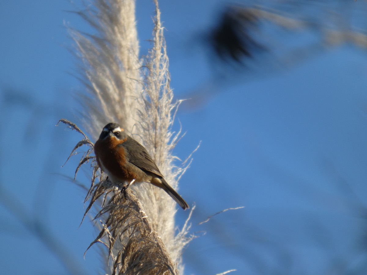 Black-and-rufous Warbling Finch - ML639782051