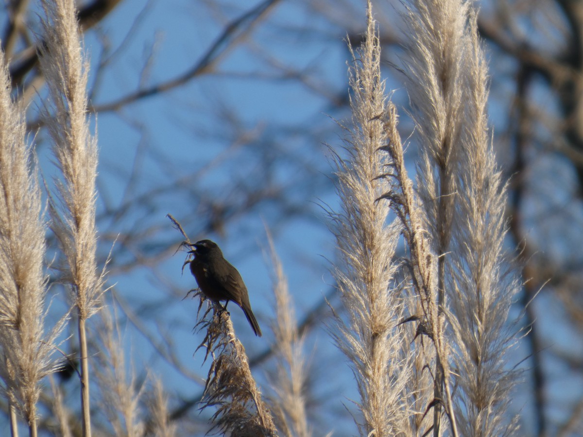 Black-and-rufous Warbling Finch - ML639782052