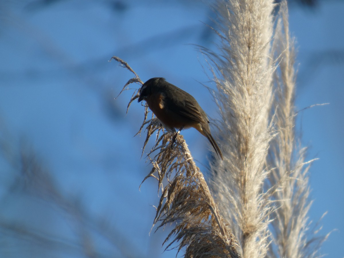 Black-and-rufous Warbling Finch - ML639782053