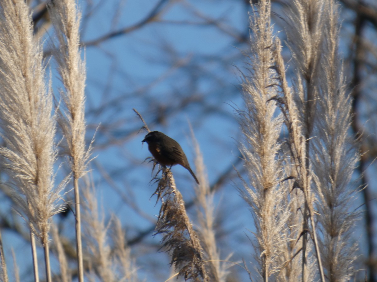 Black-and-rufous Warbling Finch - ML639782054