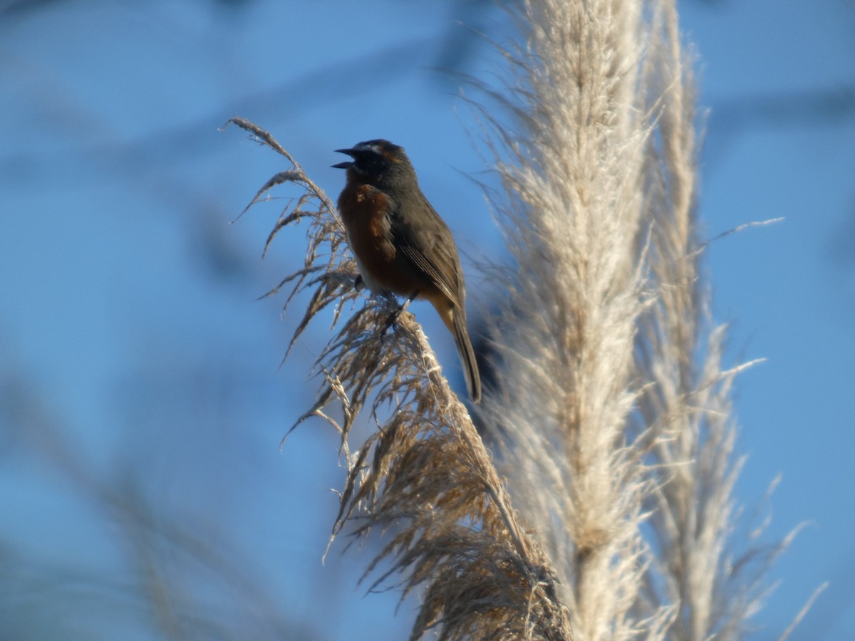 Black-and-rufous Warbling Finch - ML639782055