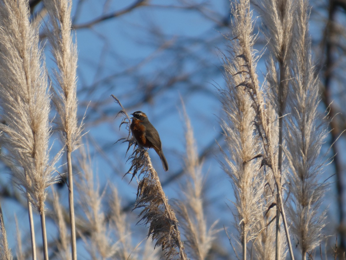 Black-and-rufous Warbling Finch - ML639782056