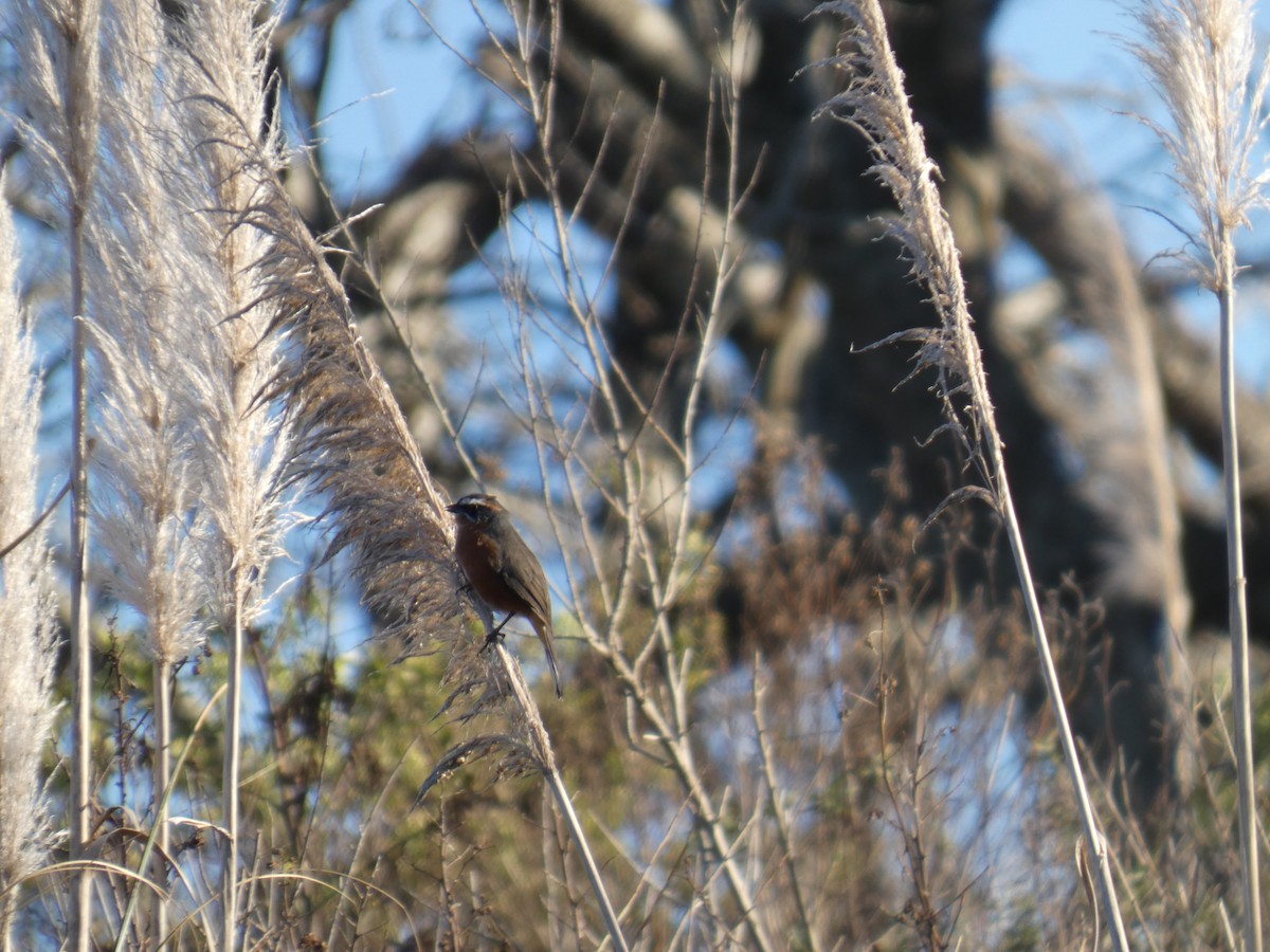 Black-and-rufous Warbling Finch - ML639782057