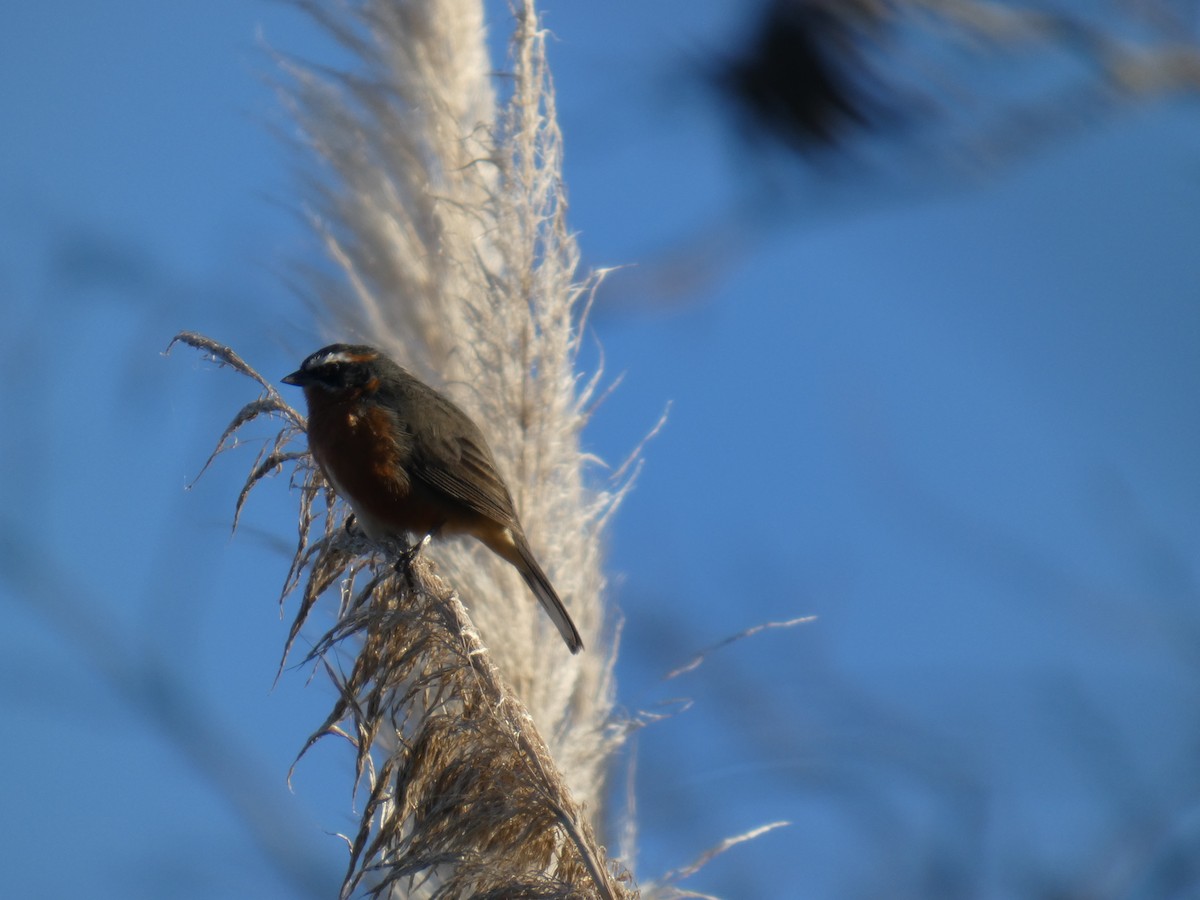 Black-and-rufous Warbling Finch - ML639782058