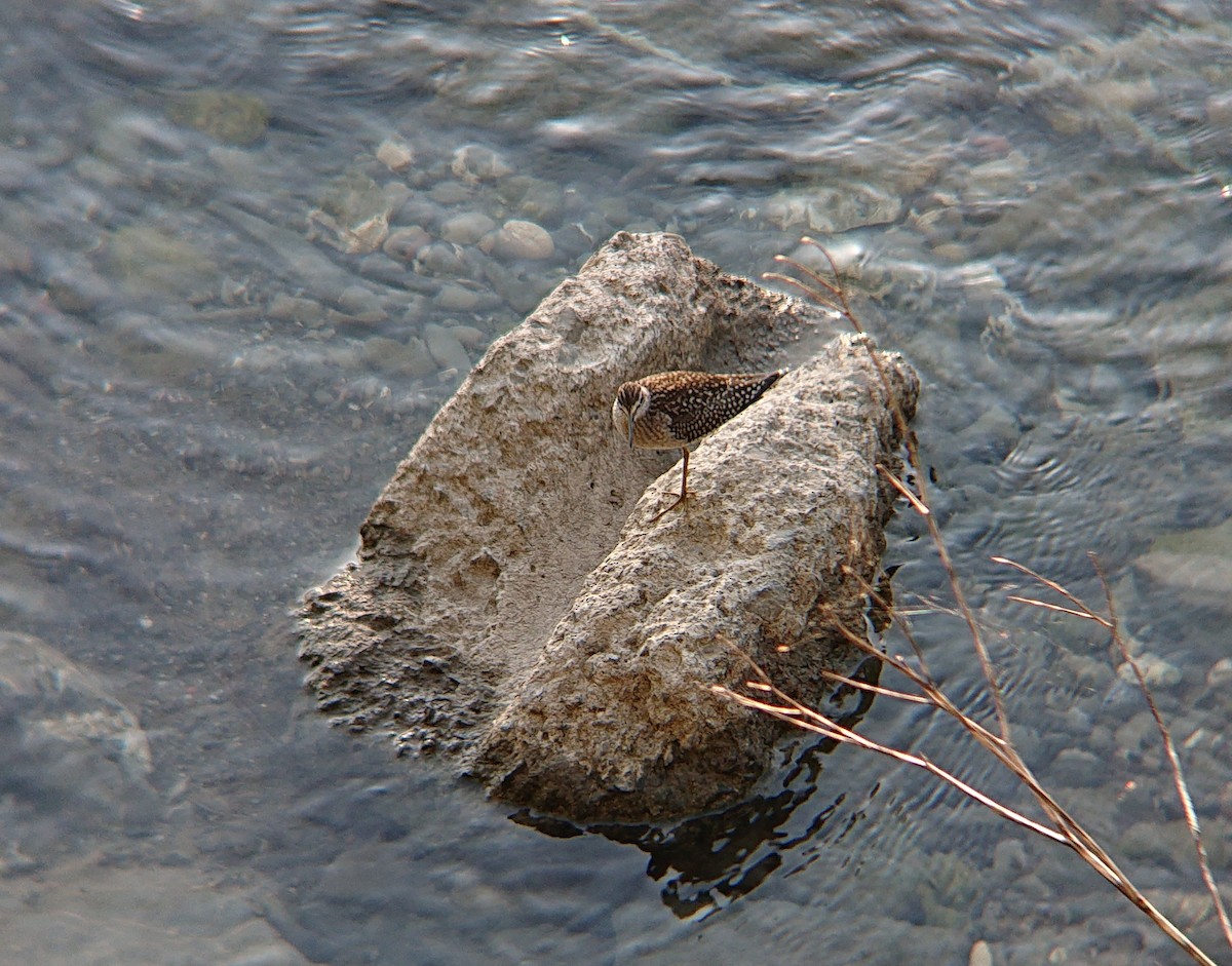 vodouš bahenní - ML639782084