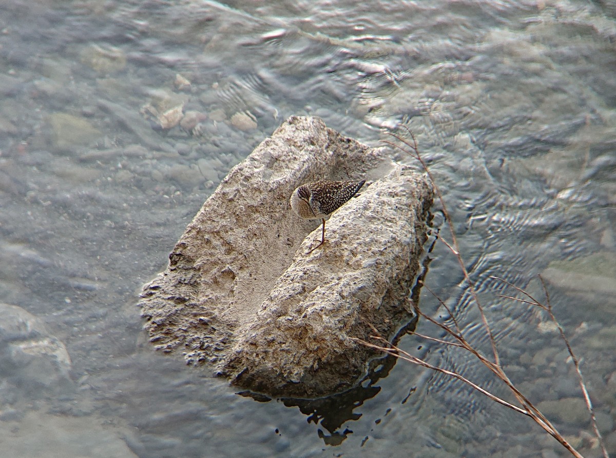 vodouš bahenní - ML639782085