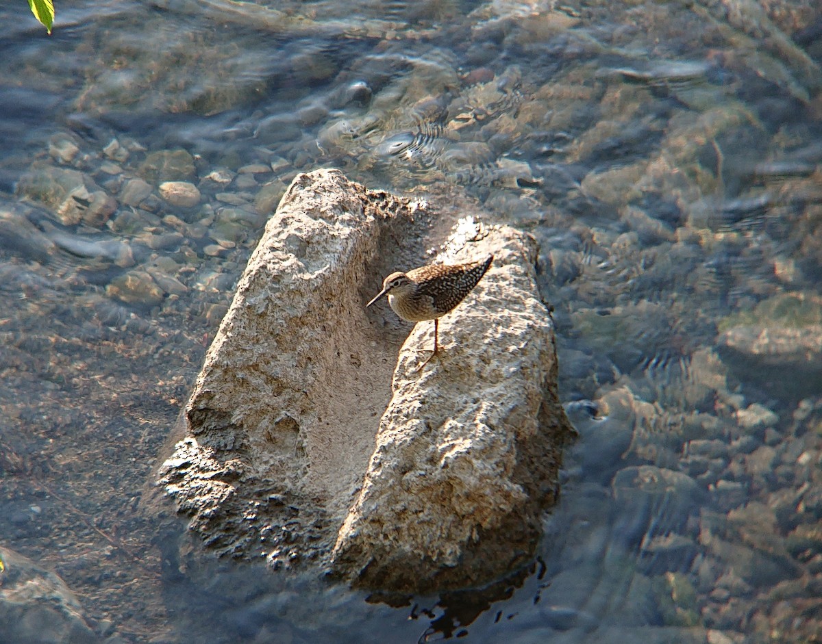 vodouš bahenní - ML639782086