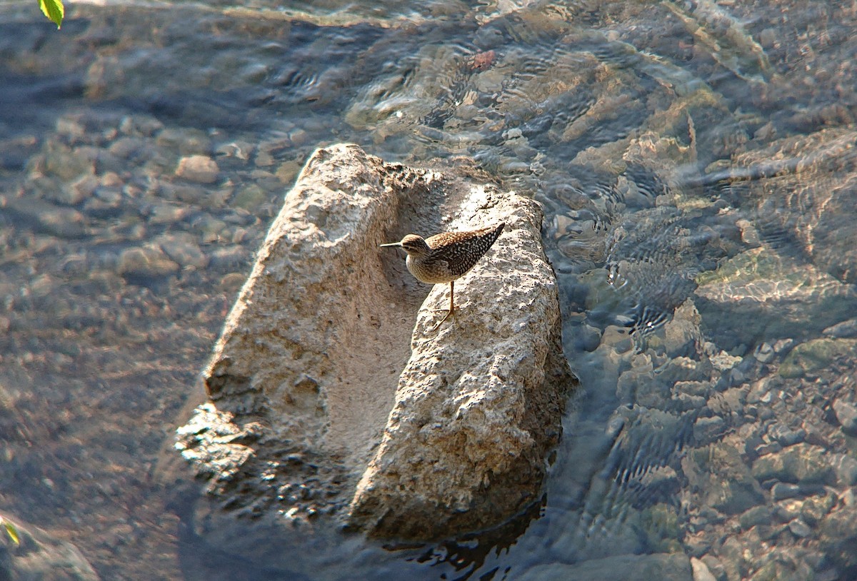 vodouš bahenní - ML639782087