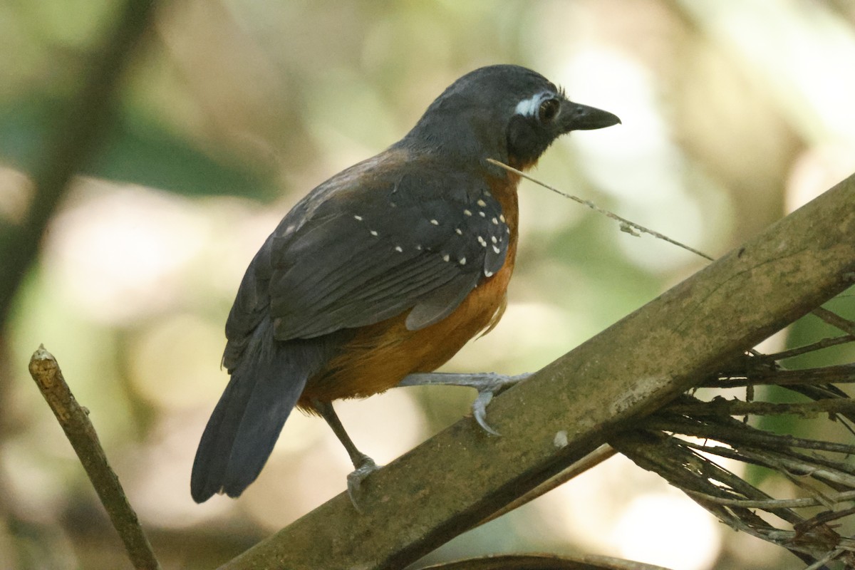 Plumbeous Antbird - ML639782193