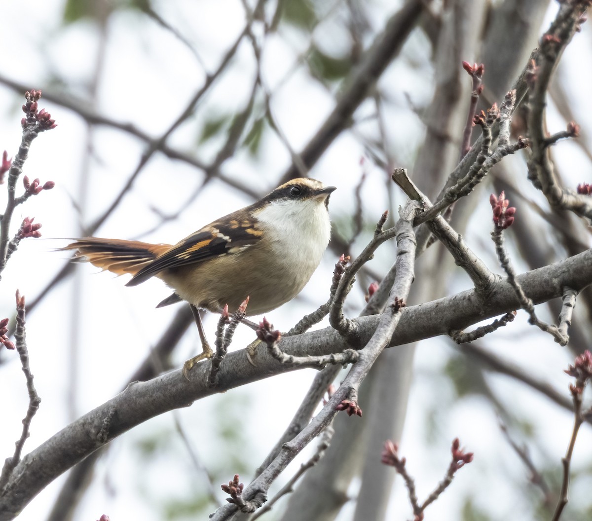 Thorn-tailed Rayadito - ML639782231