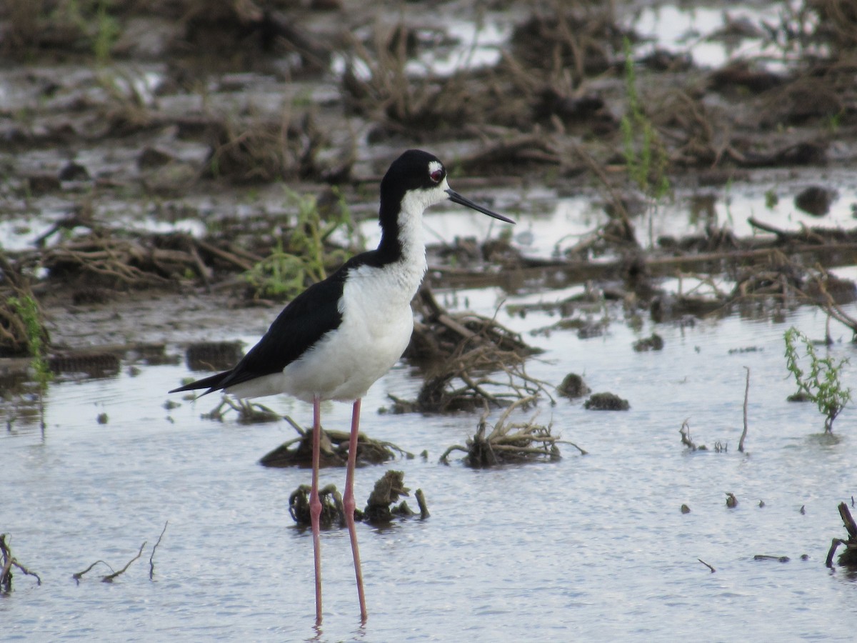 Black-necked Stilt - ML639782243