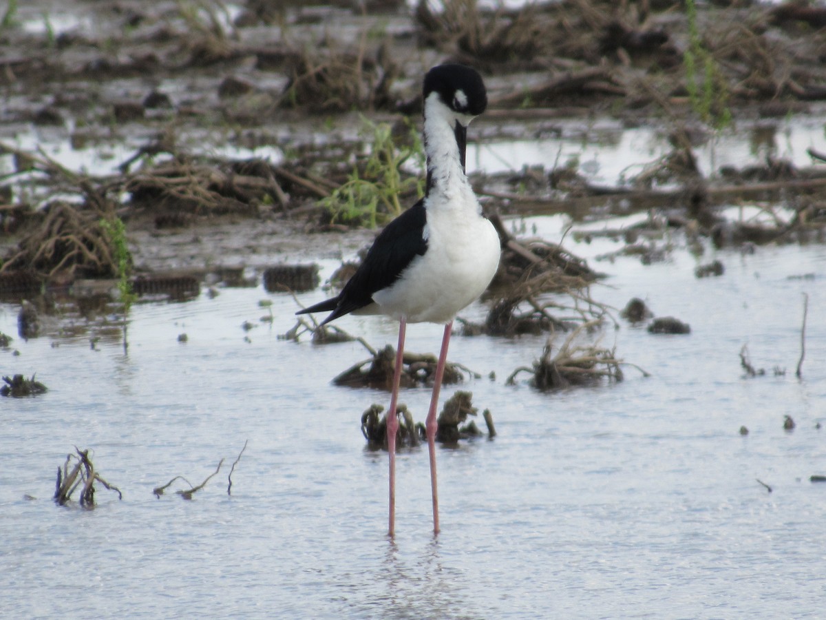 Black-necked Stilt - ML639782244