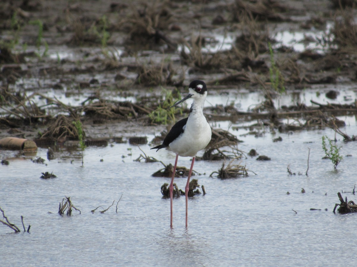 Black-necked Stilt - ML639782245