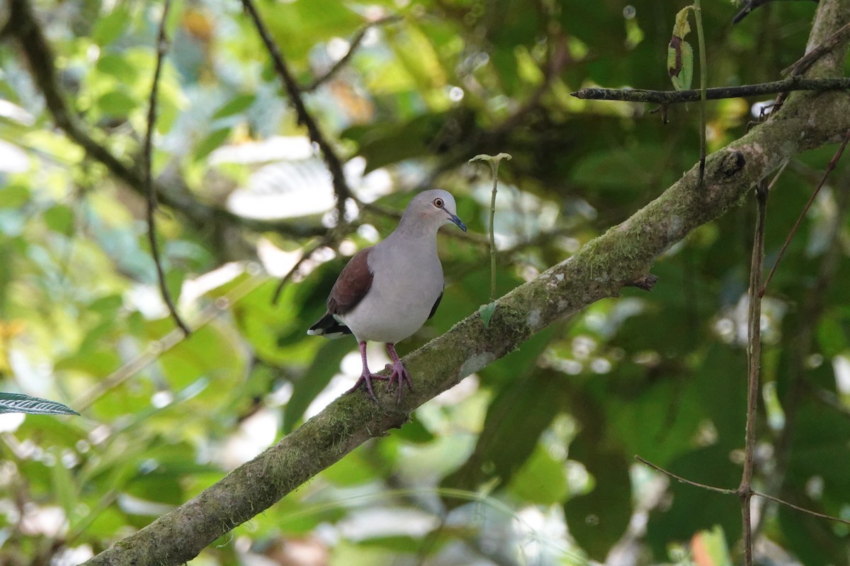 Pallid Dove - ML639782247