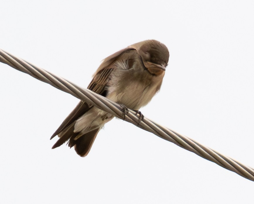 Northern Rough-winged Swallow - ML639782270