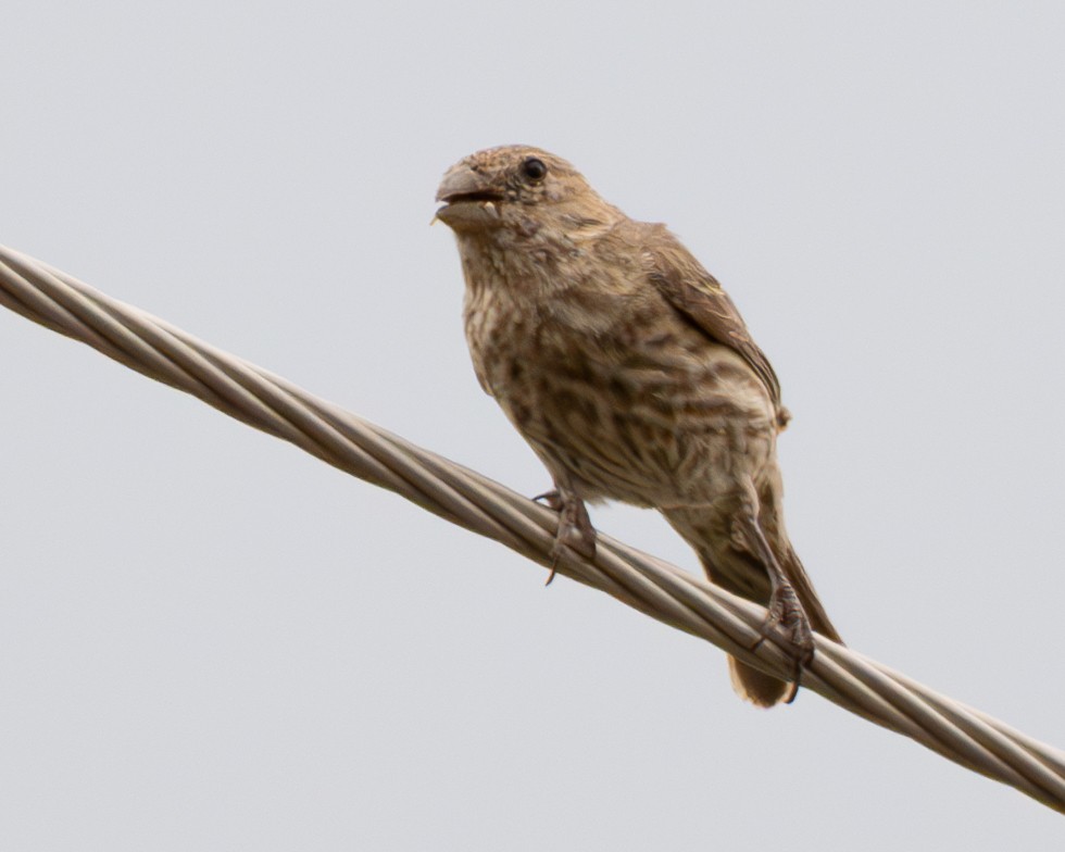 House Finch - ML639782280