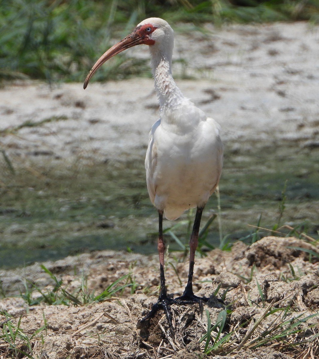 White Ibis - ML639782353