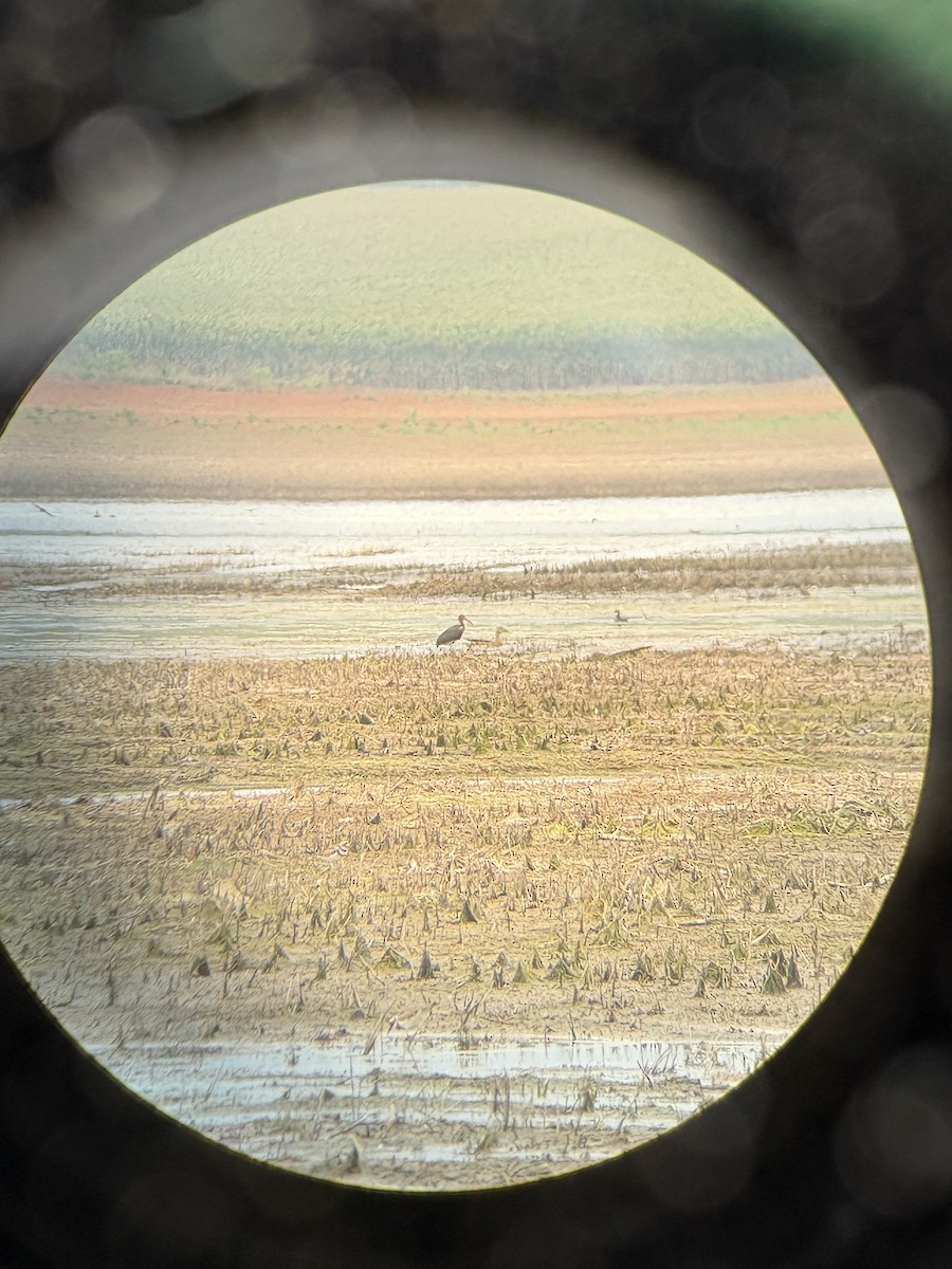 White Ibis - ML639782361