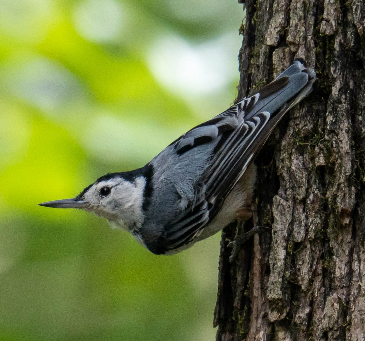 White-breasted Nuthatch - ML639782405