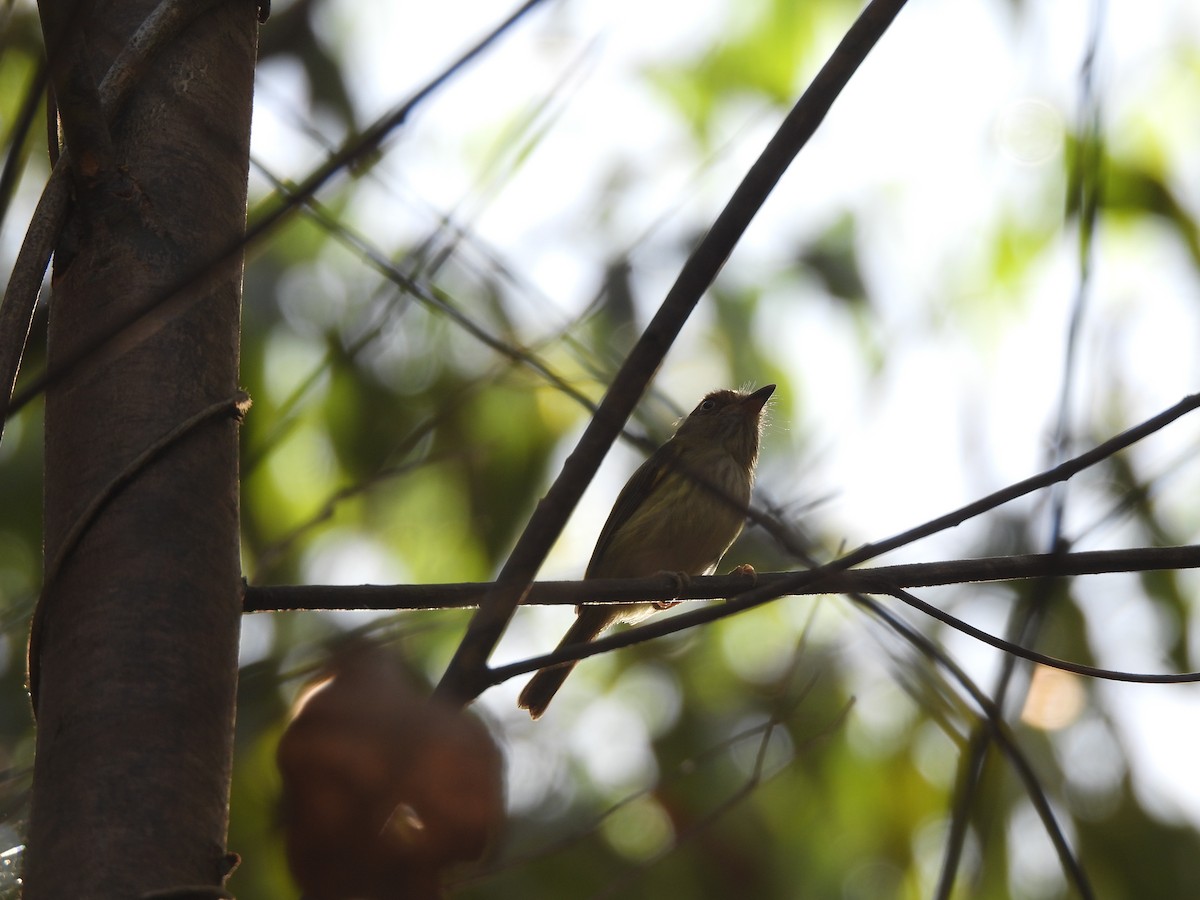 Helmeted Pygmy-Tyrant - ML639782516