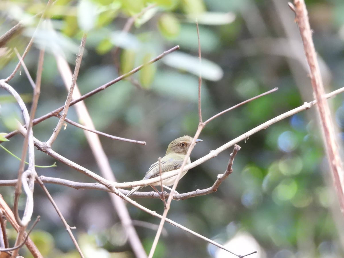 Helmeted Pygmy-Tyrant - ML639782517