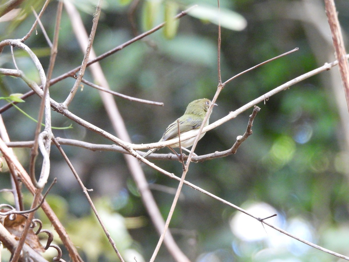 Helmeted Pygmy-Tyrant - ML639782518