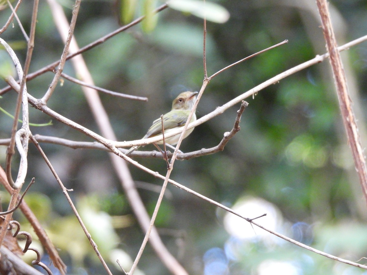 Helmeted Pygmy-Tyrant - ML639782519