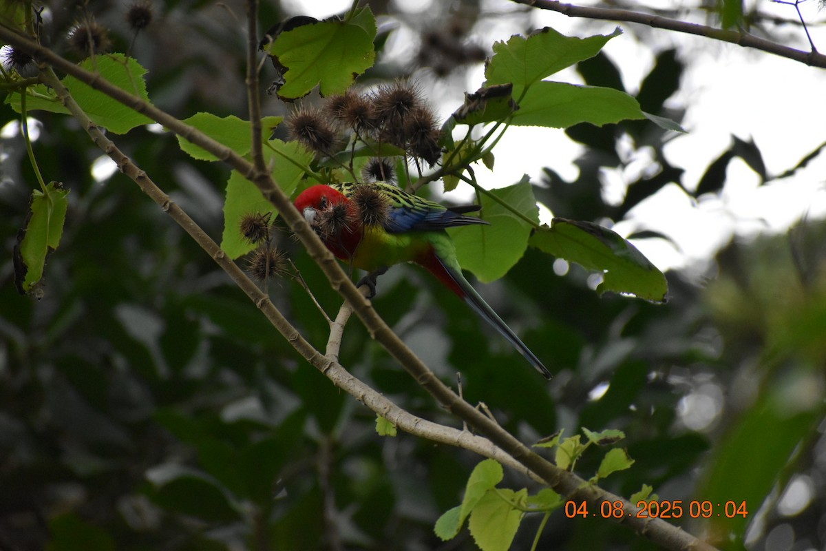 Rosella orientale - ML639782526