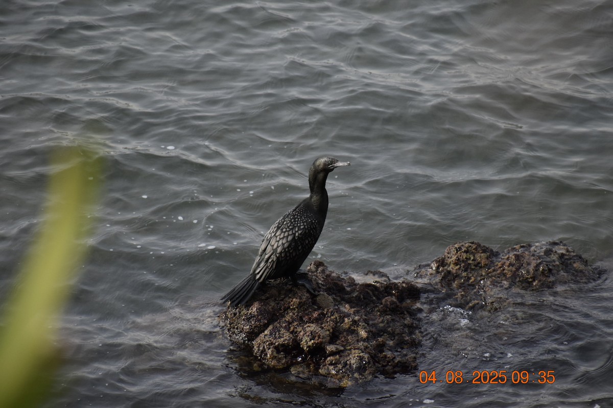 Little Black Cormorant - ML639782550