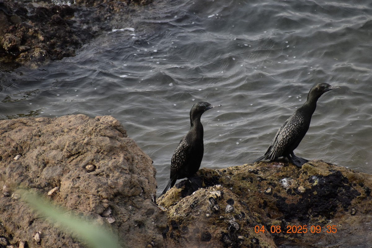 Little Black Cormorant - ML639782551