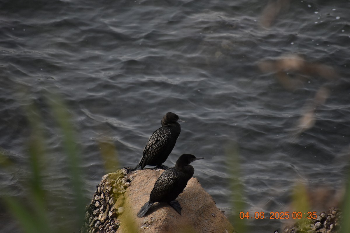Little Black Cormorant - ML639782552