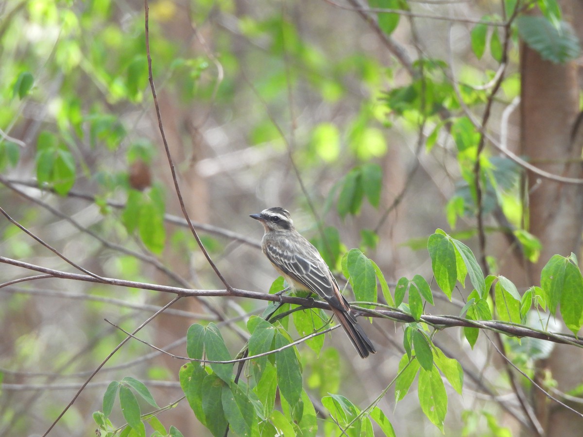 Variegated Flycatcher - ML639782603