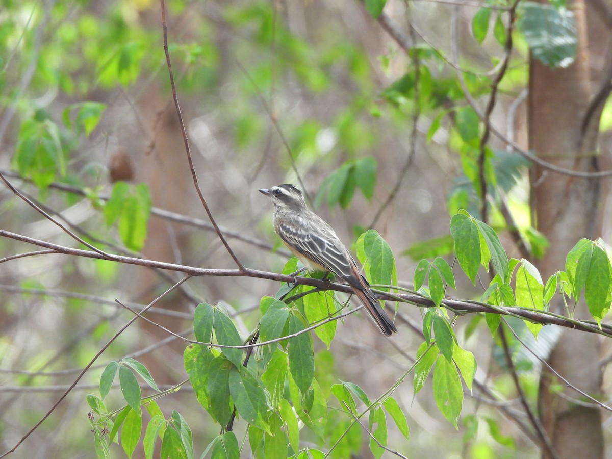 Variegated Flycatcher - ML639782604