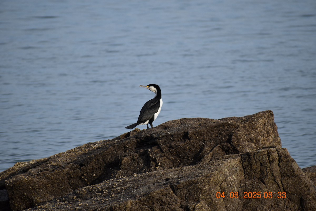 Pied Cormorant - ML639782611