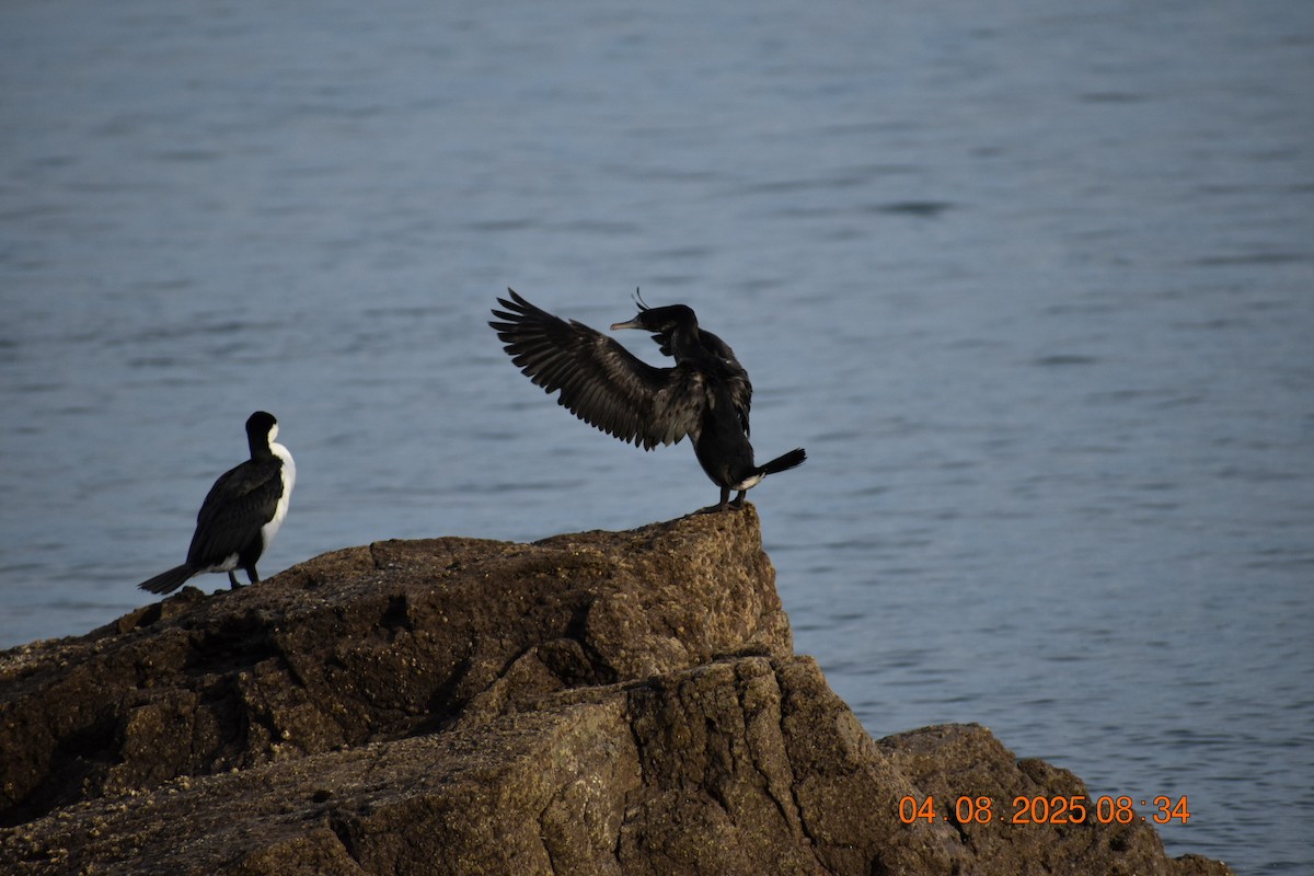 Pied Cormorant - ML639782612