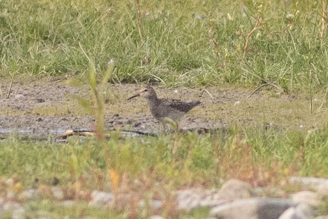 Pectoral Sandpiper - ML639782648