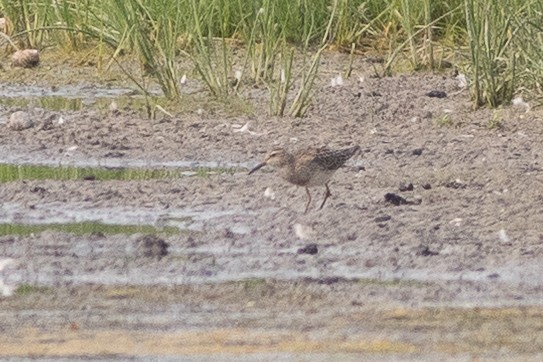 Pectoral Sandpiper - ML639782649
