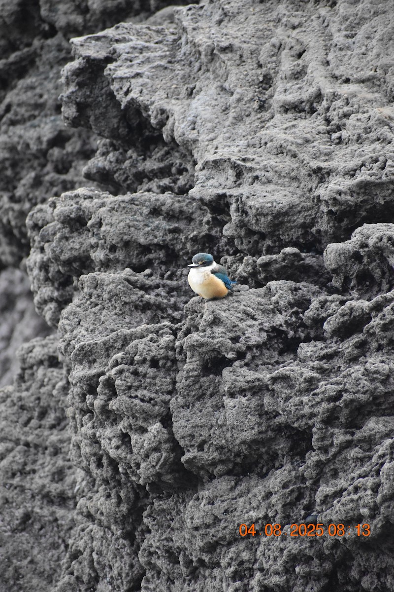 Sacred Kingfisher - ML639782696