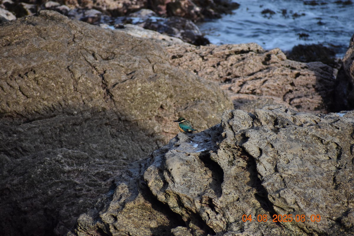 Sacred Kingfisher - ML639782697