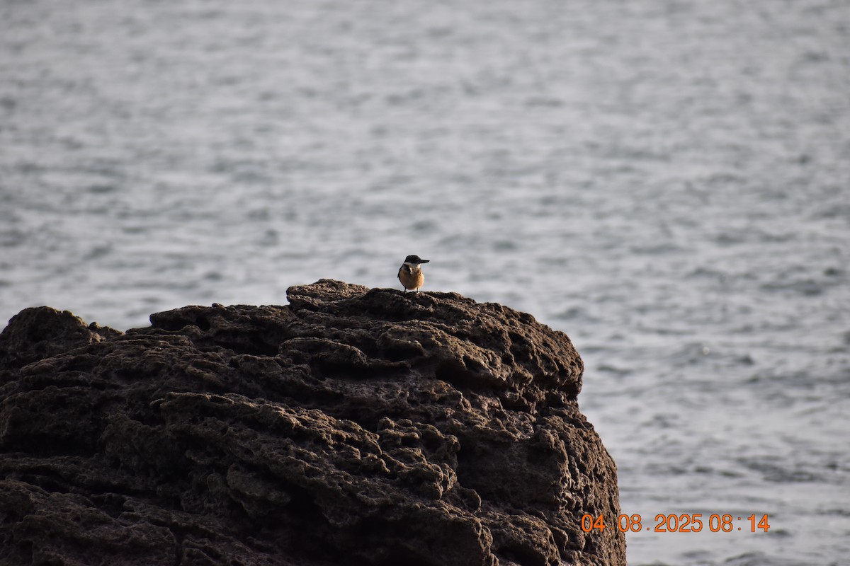Sacred Kingfisher - ML639782699