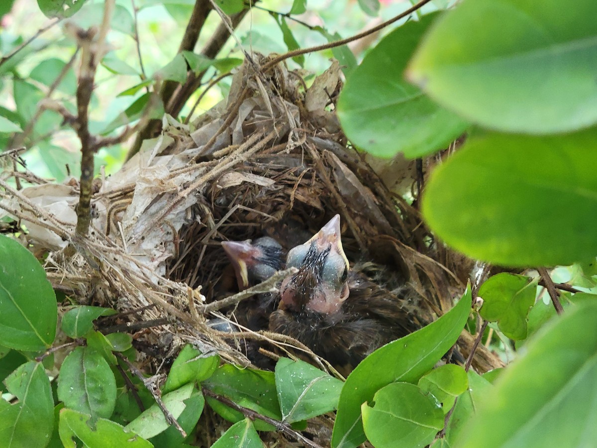 Blue Grosbeak - ML639782748