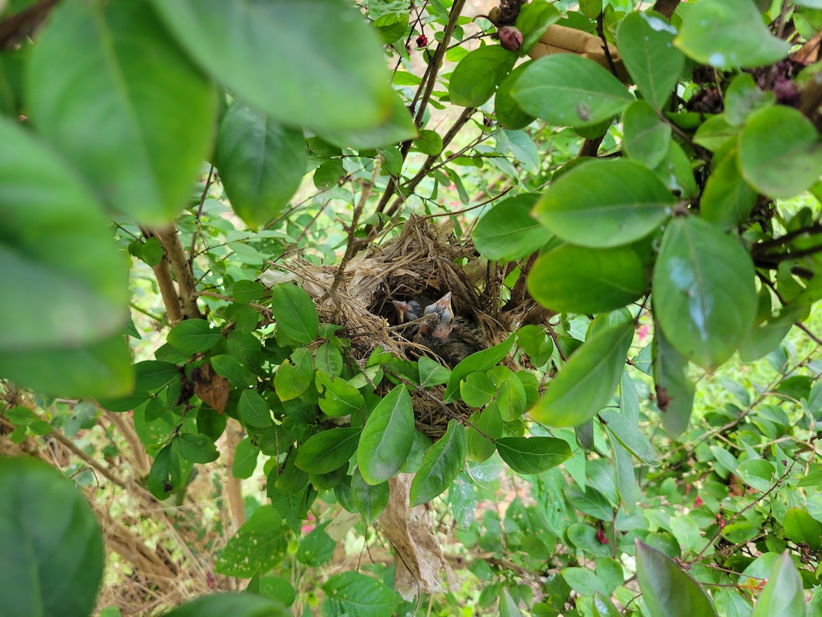 Blue Grosbeak - ML639782764