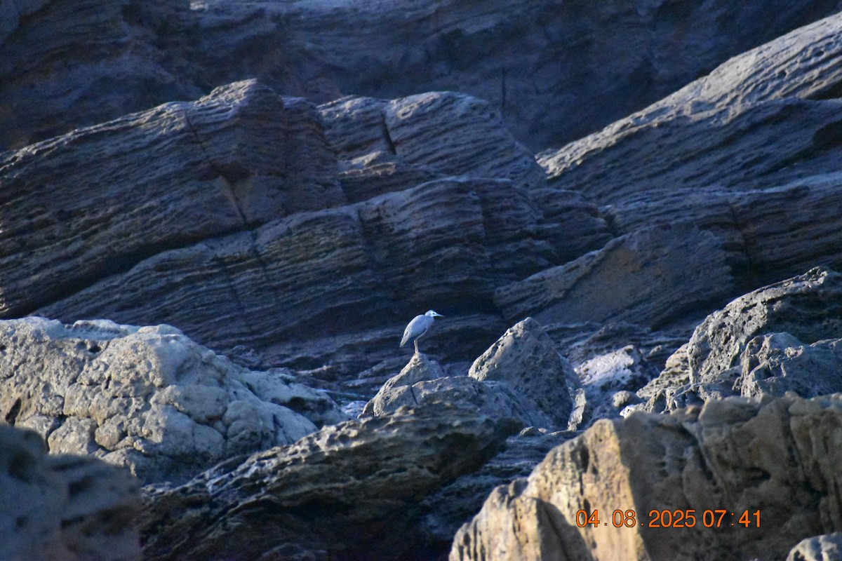 White-faced Heron - ML639782769