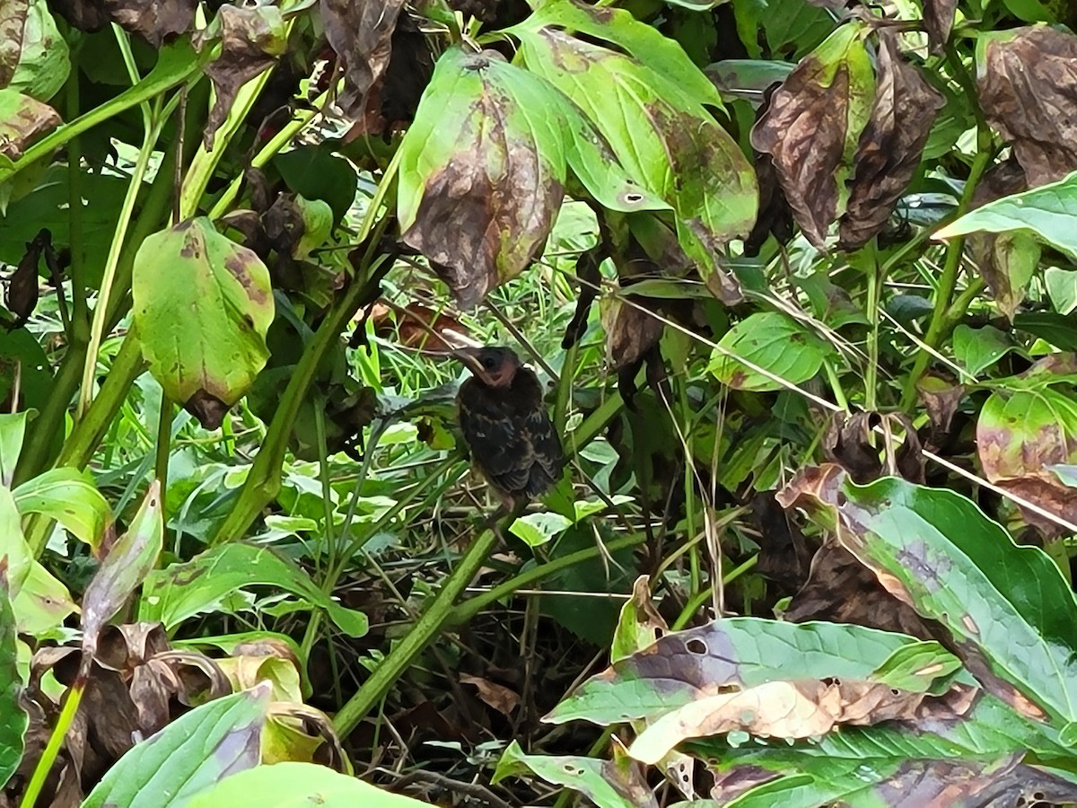 Blue Grosbeak - ML639782772