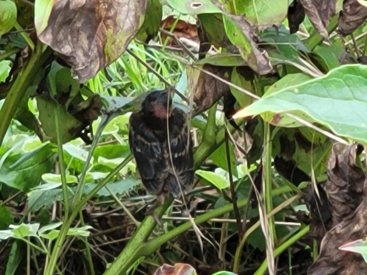 Blue Grosbeak - ML639782786