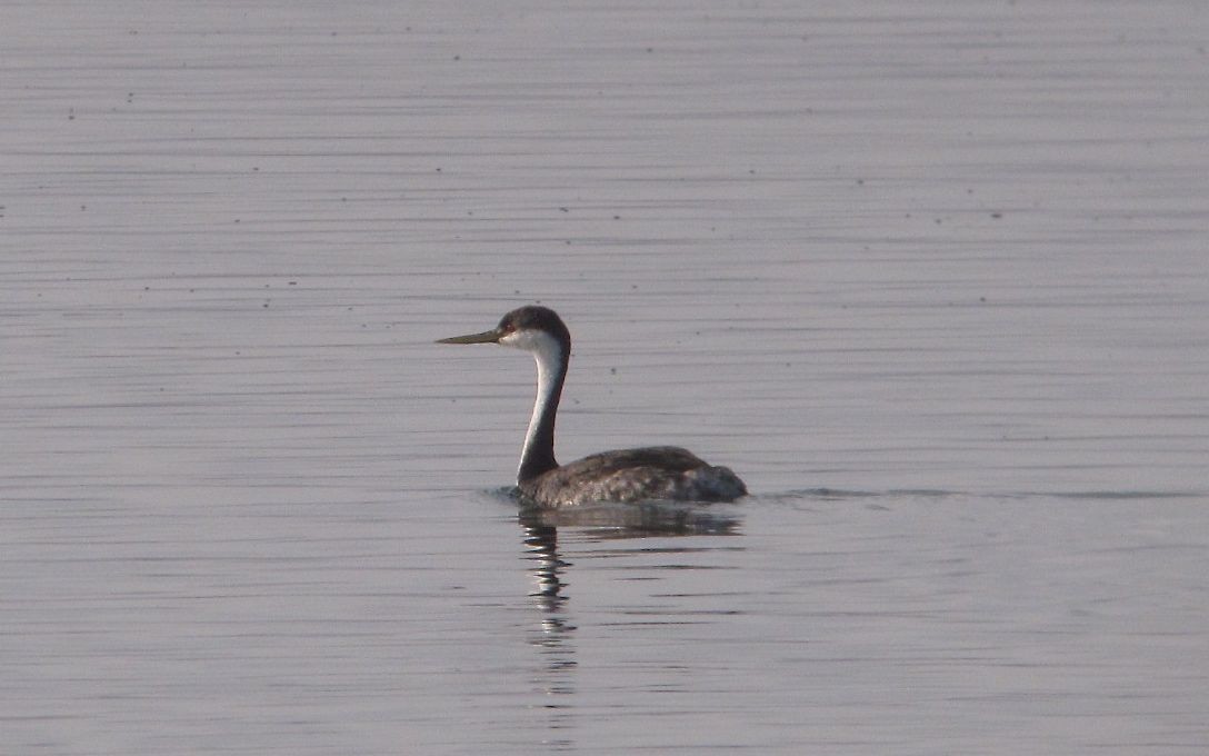 Western Grebe - ML63978281