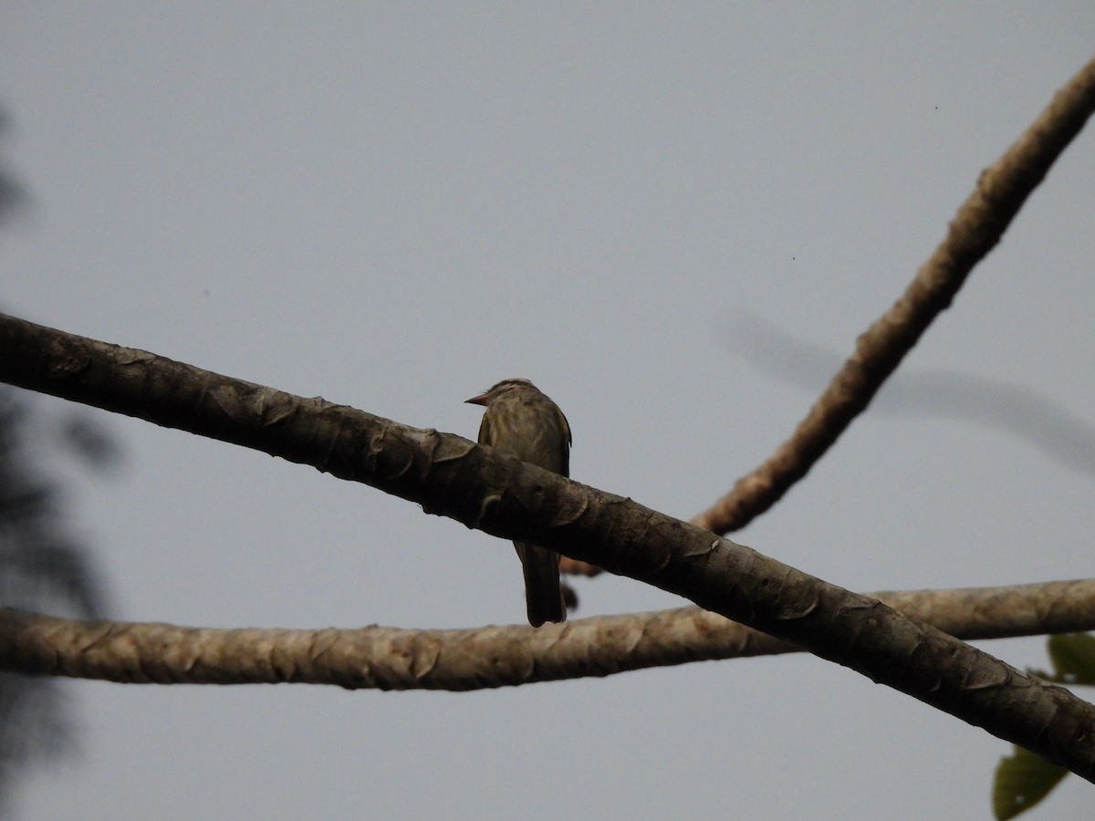 Variegated Flycatcher - ML639782820