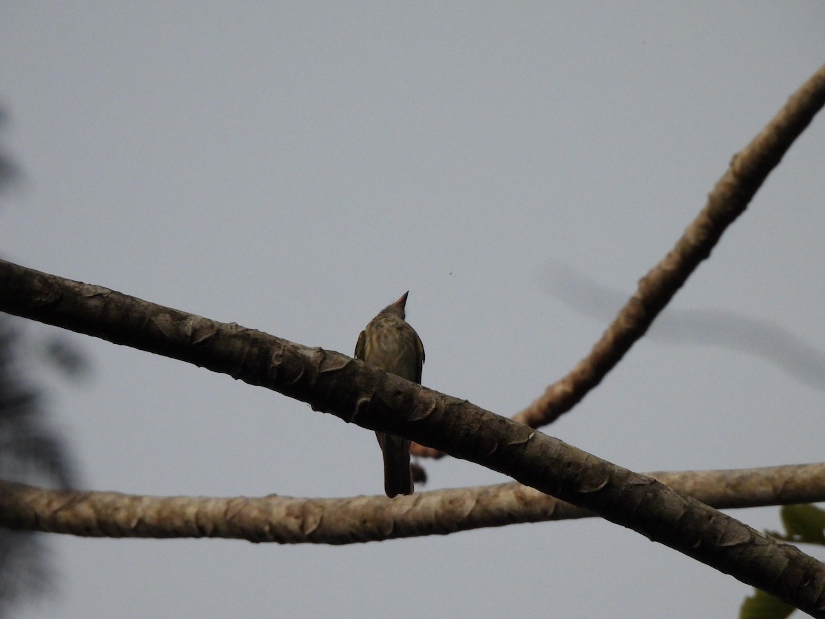Variegated Flycatcher - ML639782821